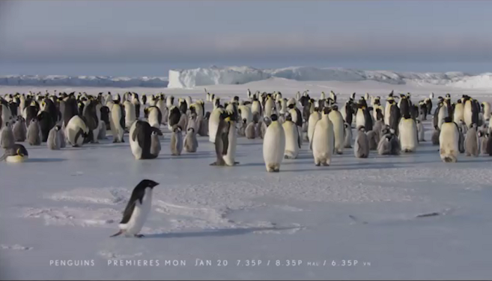Những chú chim cánh cụt, lần đầu phát sóng trên Fox Movies